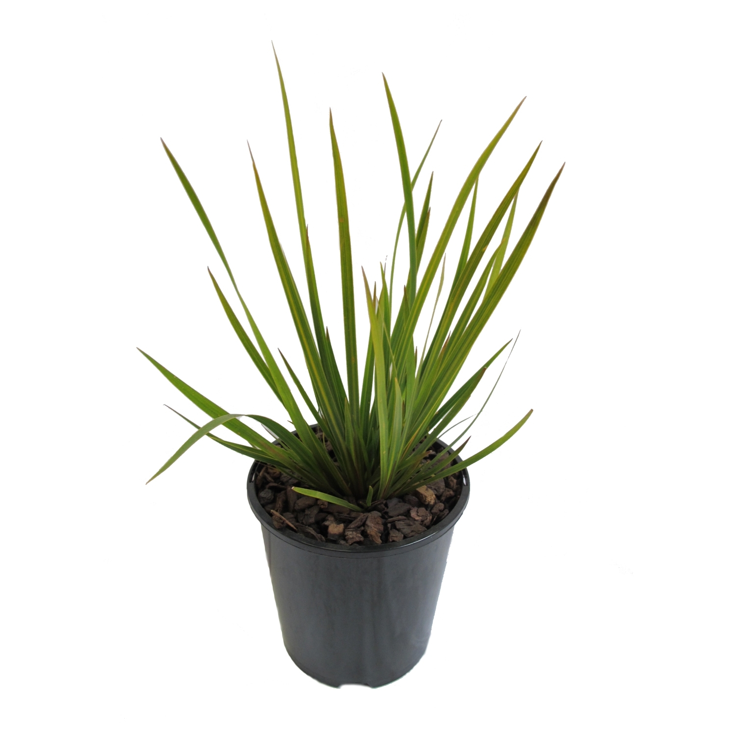 Libertia Ixiodes