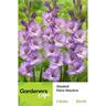 Gladioli Flevo Nautica Pack of 5