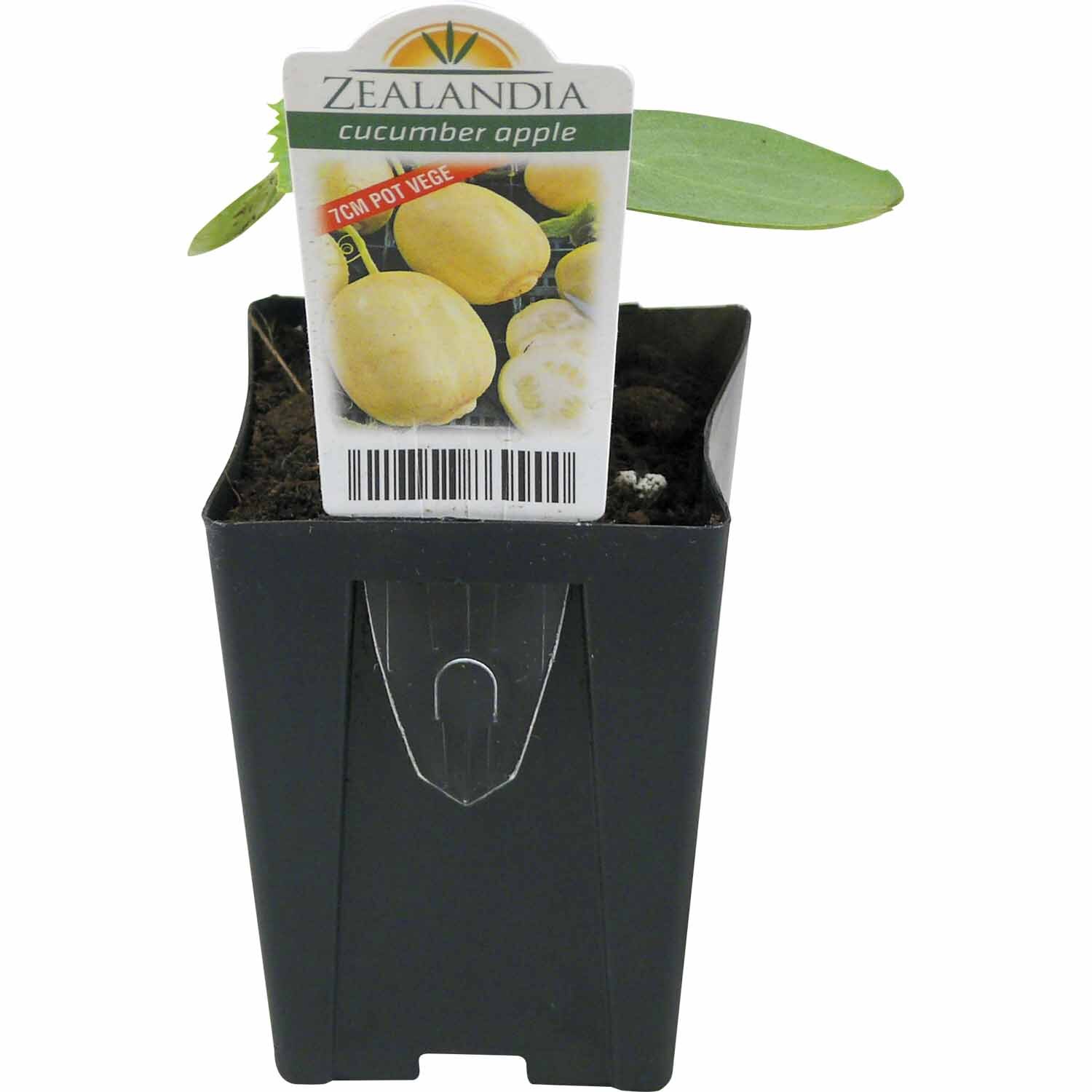 Cucumber Apple Black