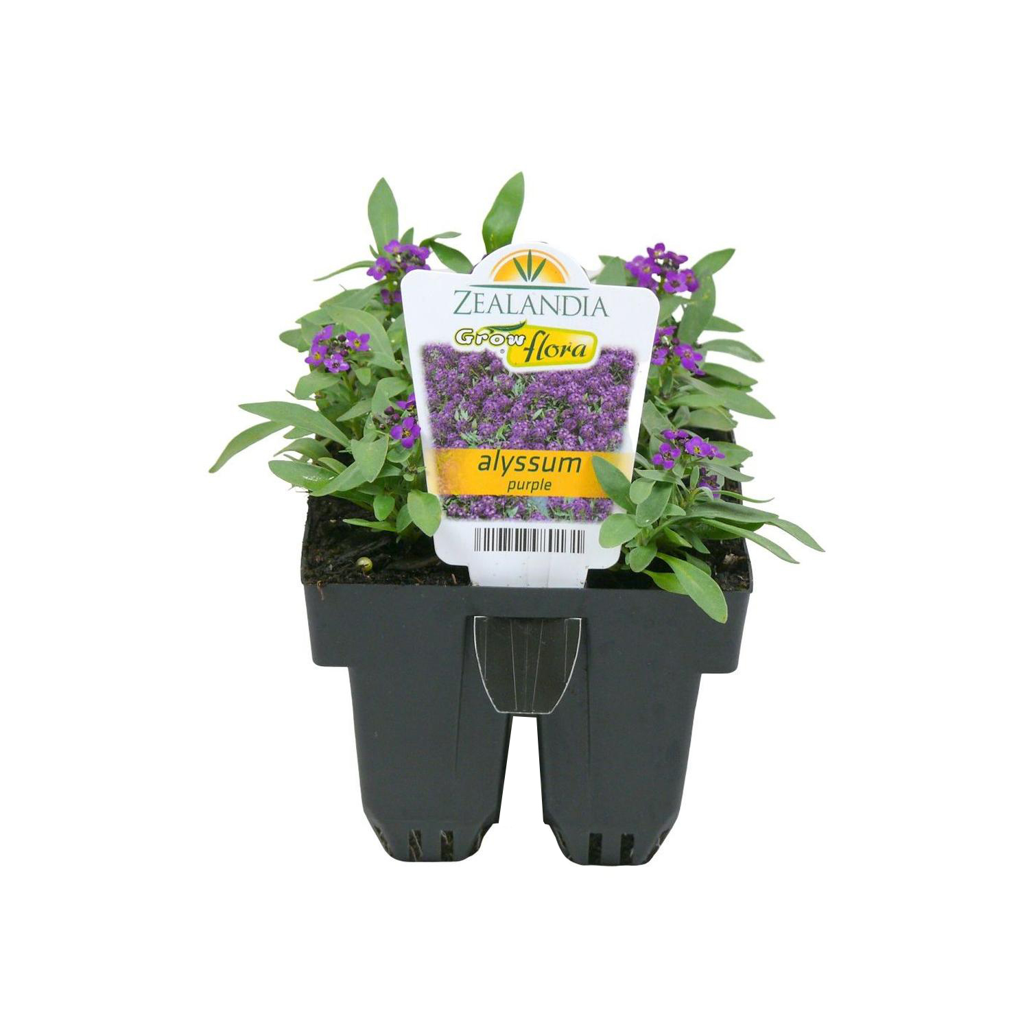 Alyssum