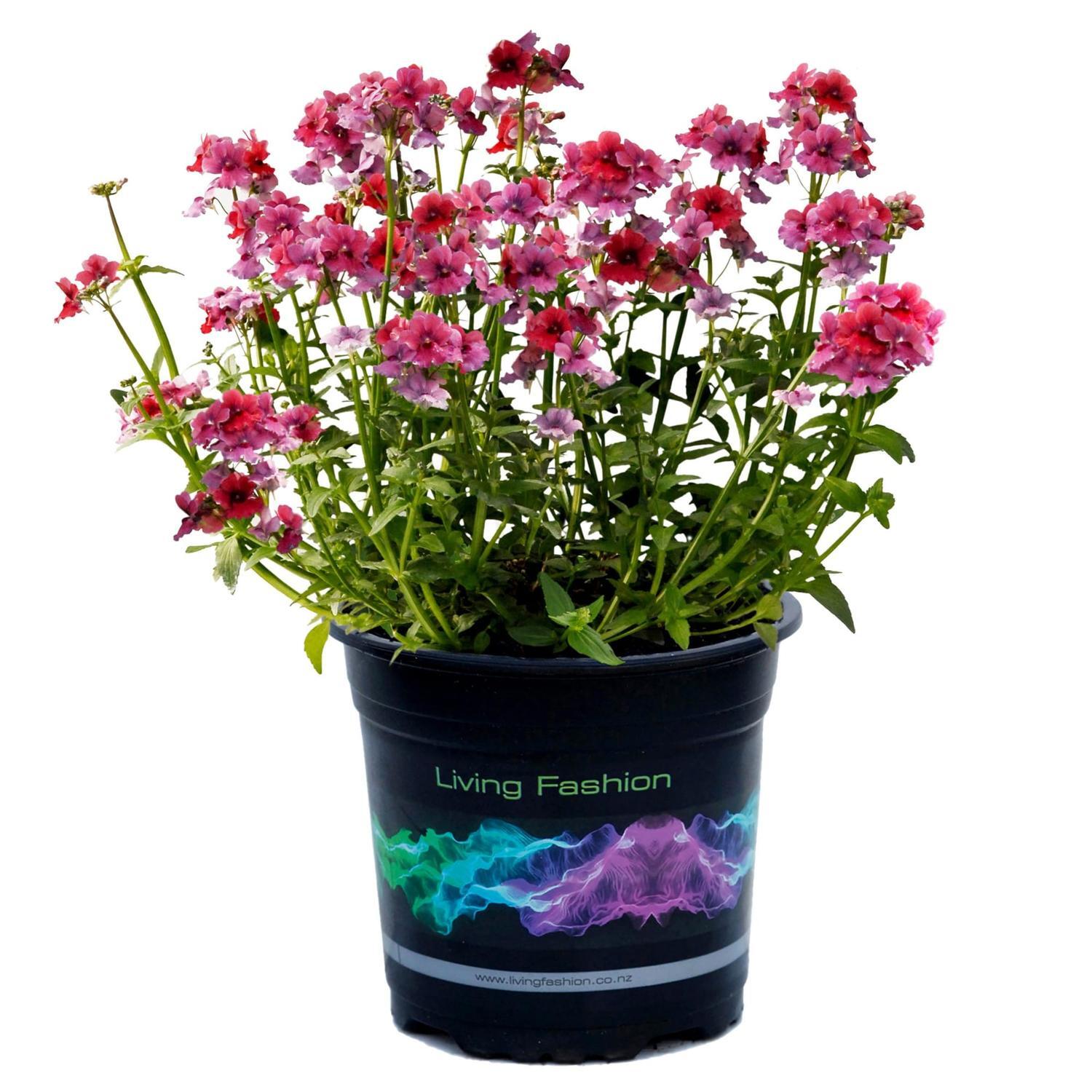 Nemesia Strawberry Ripple