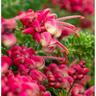 Grevillea Drummer Boy