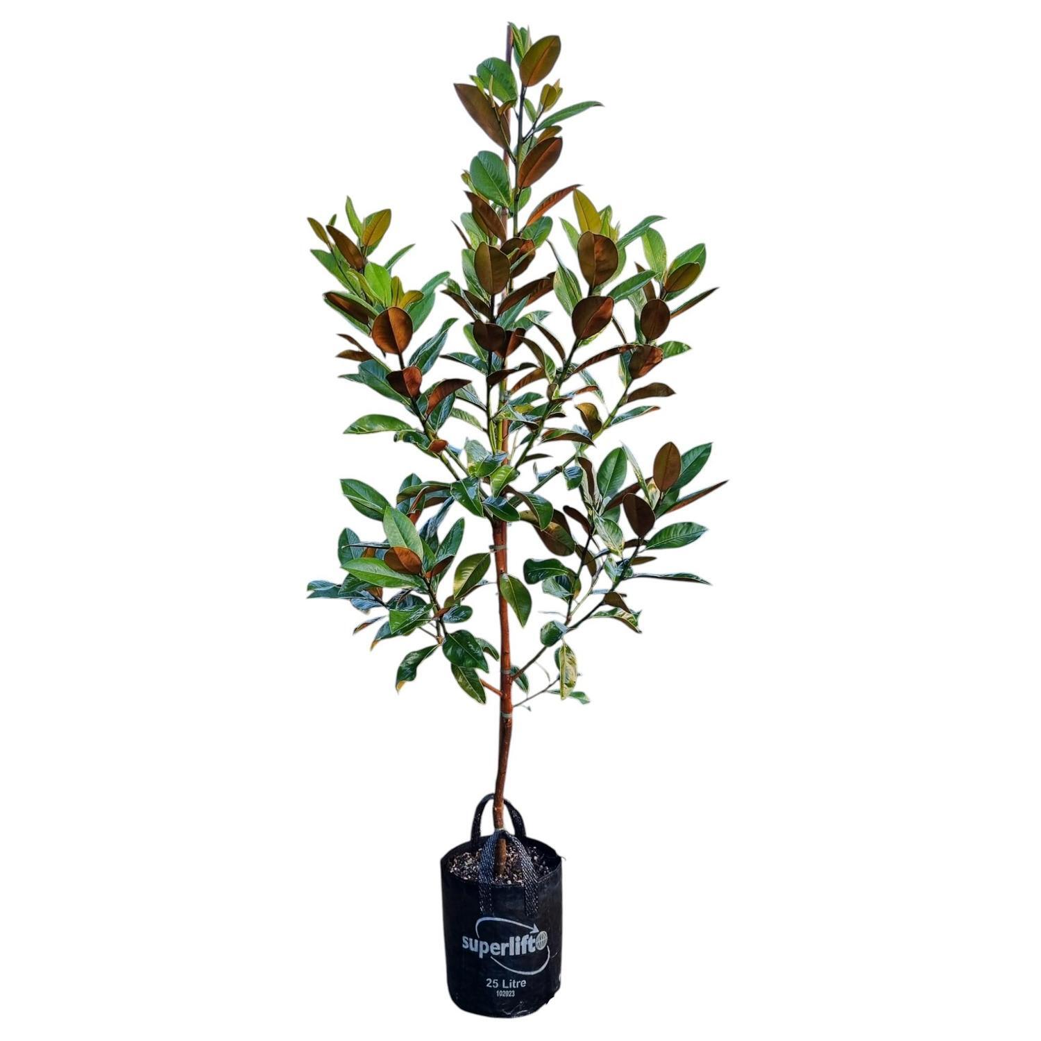 Magnolia Grand Ferruginea 25L