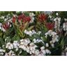 Pieris Temple Bells