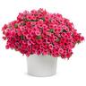 Petunia Vista Paradise