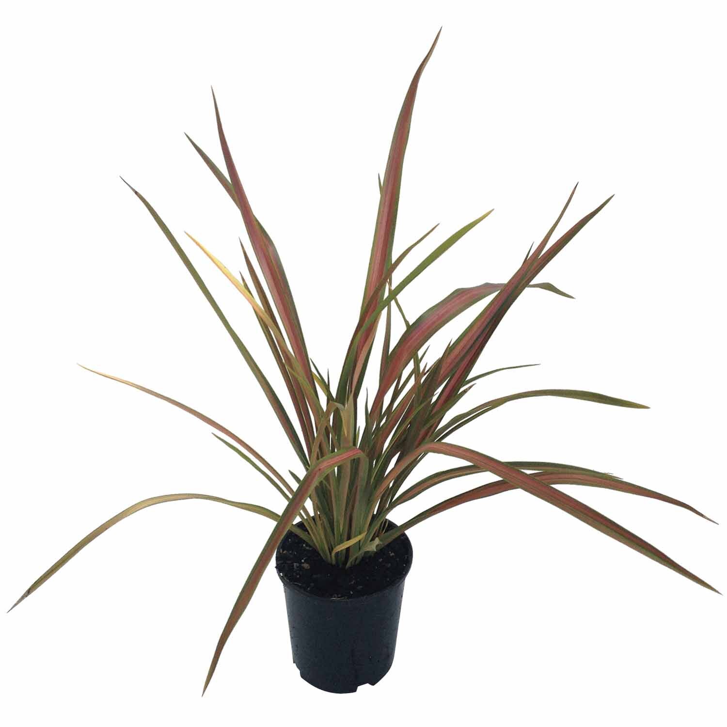 Phormium Jester