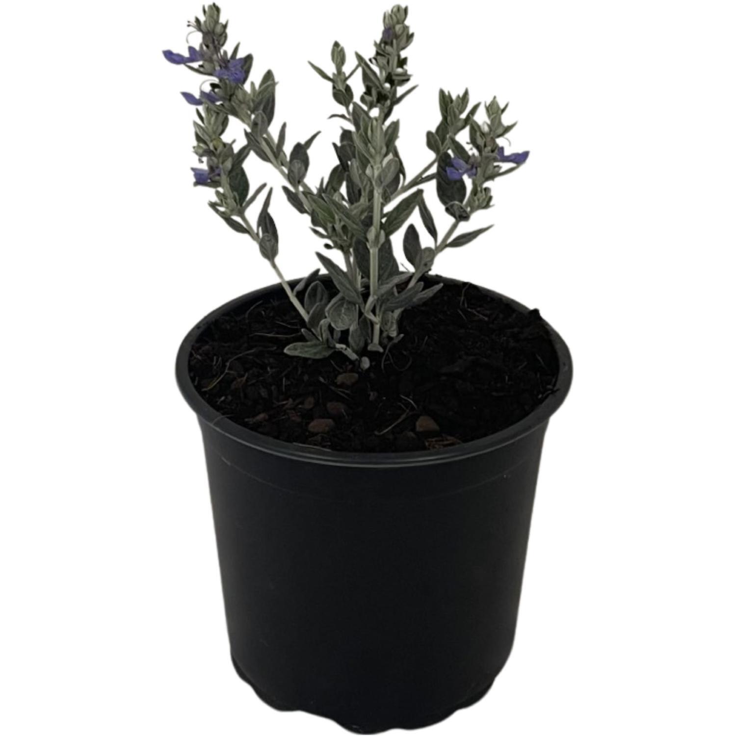 Teucrium Silver Box