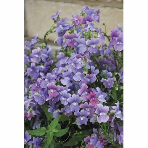 Nemesia Lilacberry
