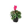 Cyclamen Metalis Heart Series