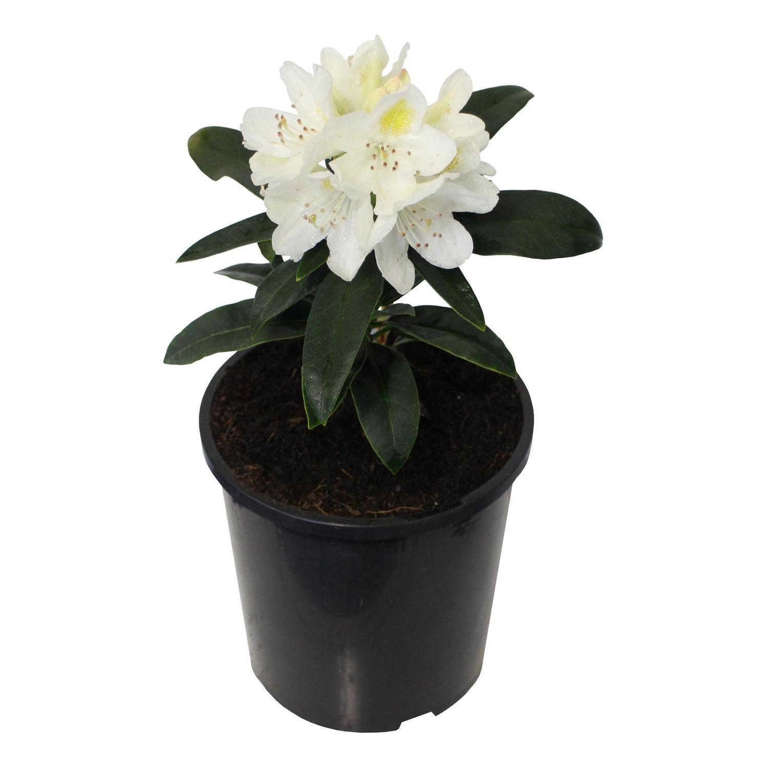 Rhododendron Lemon Ice