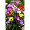 Dwarf Freesia Mixture Pack of 8