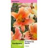 Lily Ot Hybrid Zelmira Pack of 1