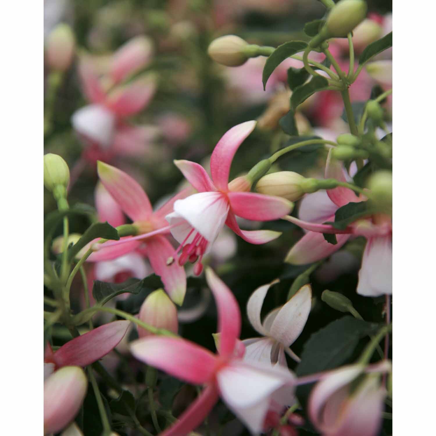Fuchsia Shadow Dancer Rosella