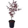 Acer Palmatum 3L