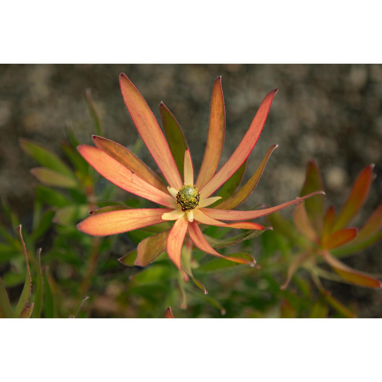 Leucadendron Blush of Dawn