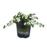 Bacopa Gulliver White 1.5 litre