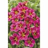 Calibrachoa Cherry Star