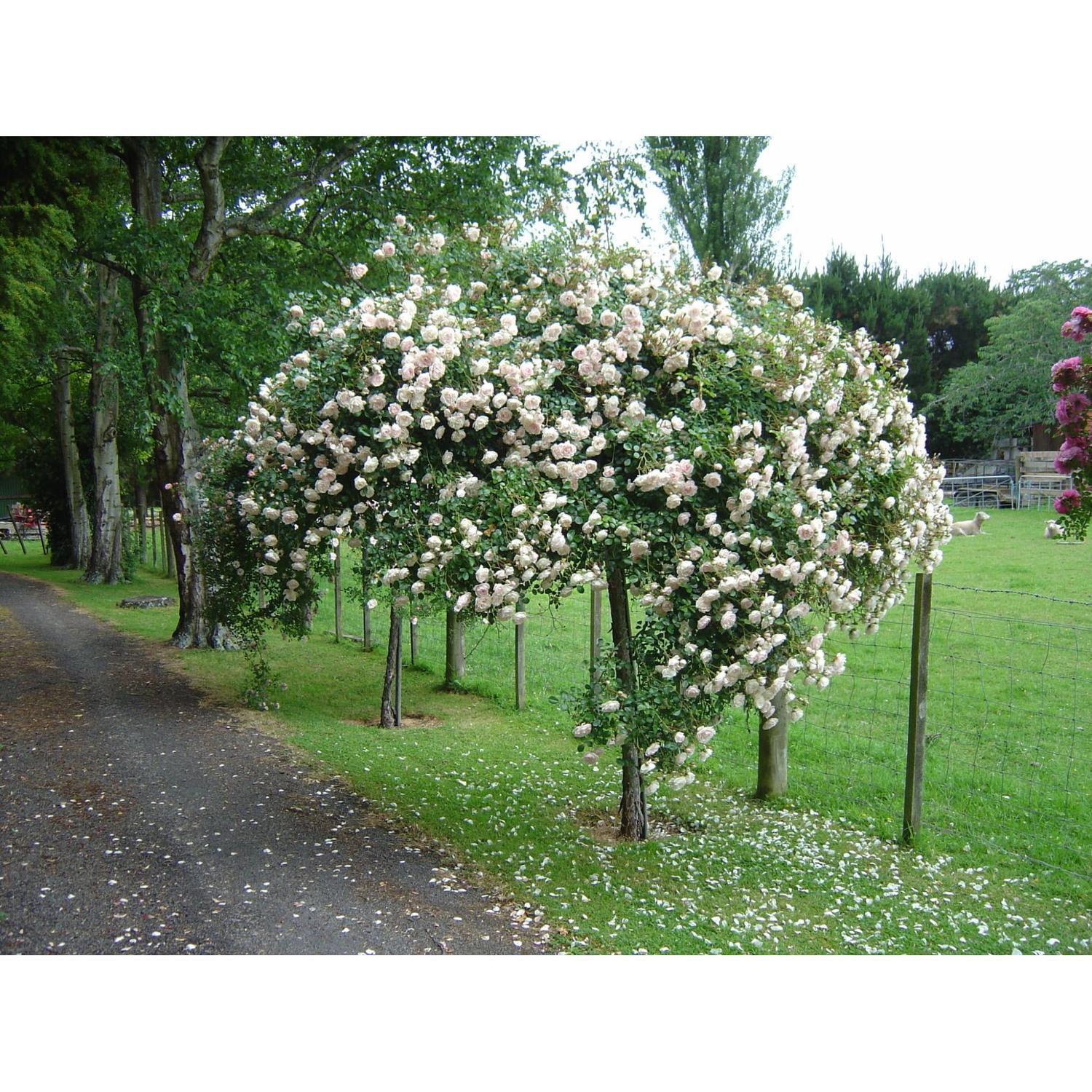 Weeping Standard Rose