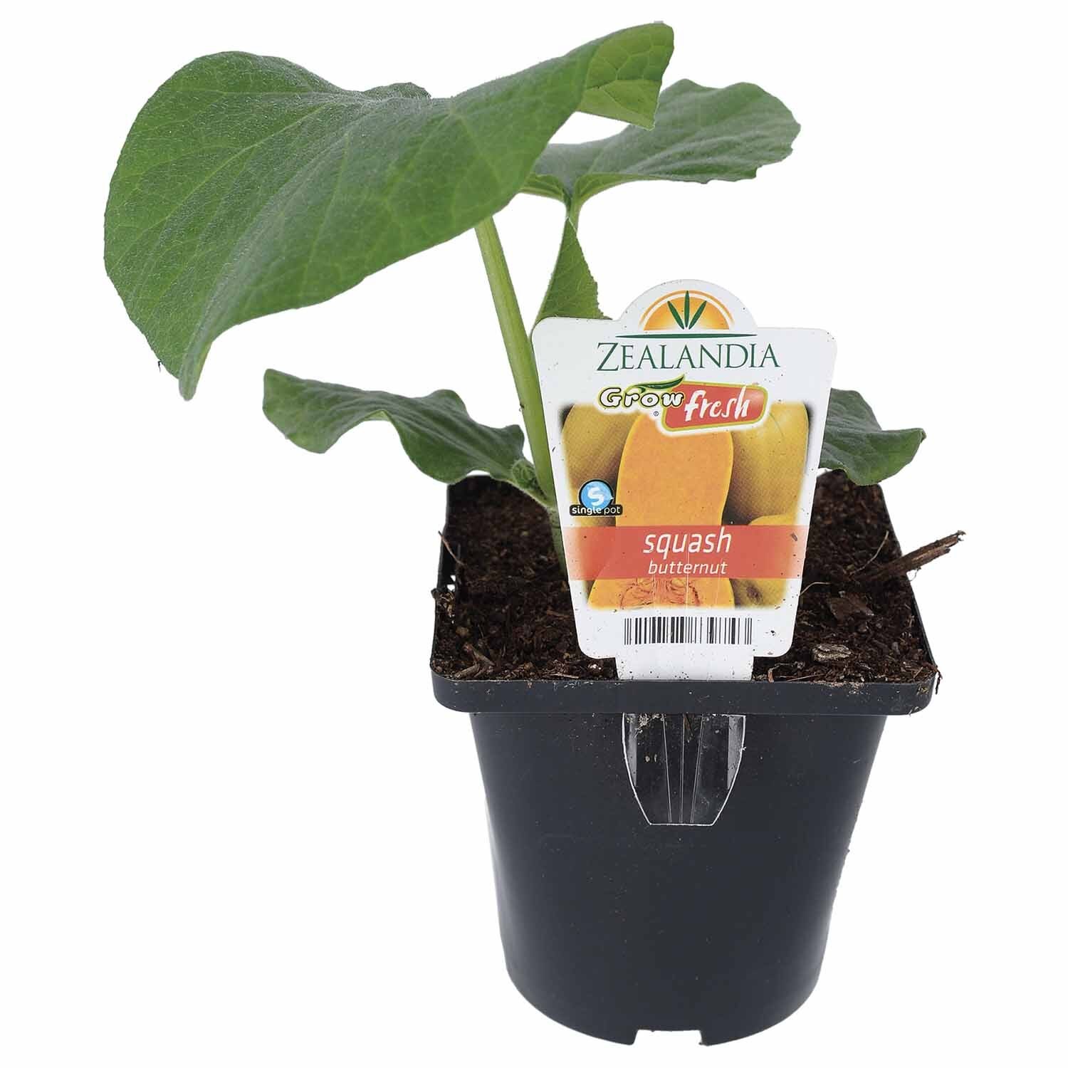 Squash Butternut