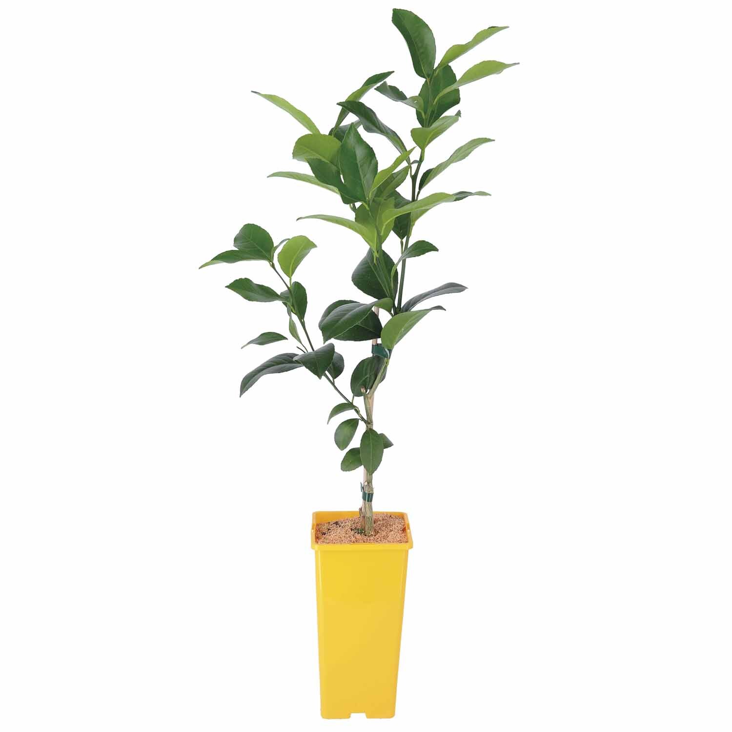 Dwarf Lemon Meyer
