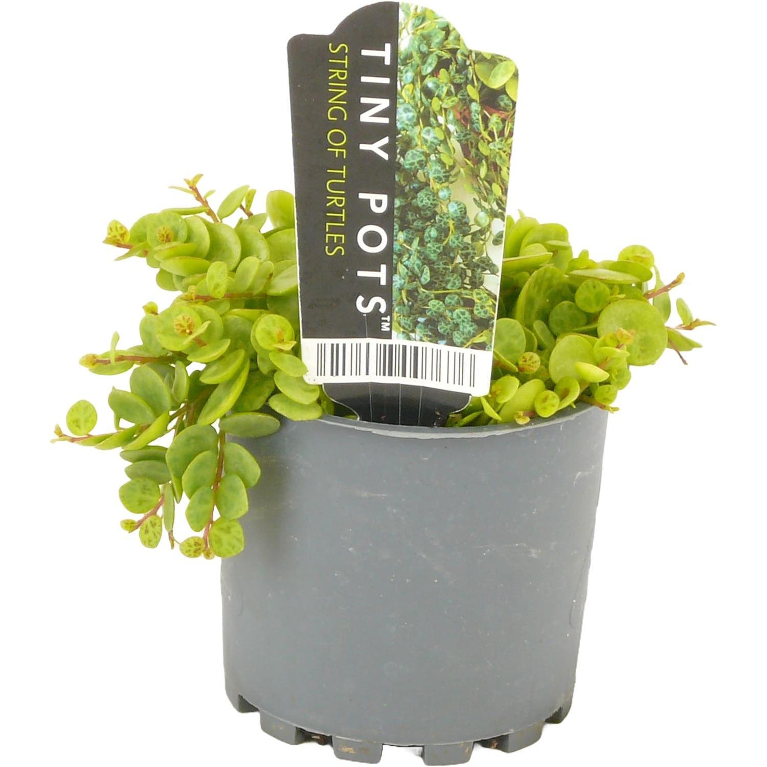 Peperomia String  7cm