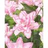 Lily Oriental Roselily Anouska  Pack of 1