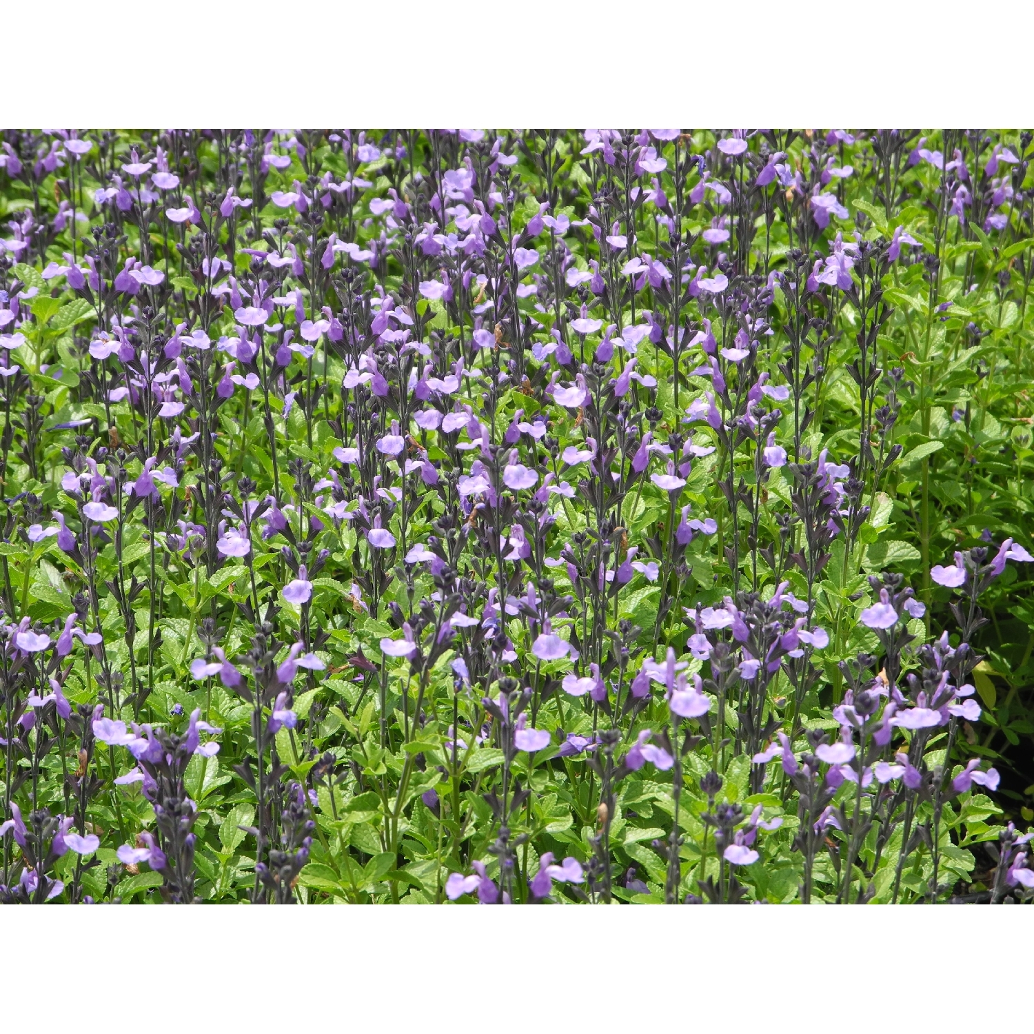 Salvia So Cool Pale Blue