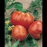Tomato Grosse Lisse