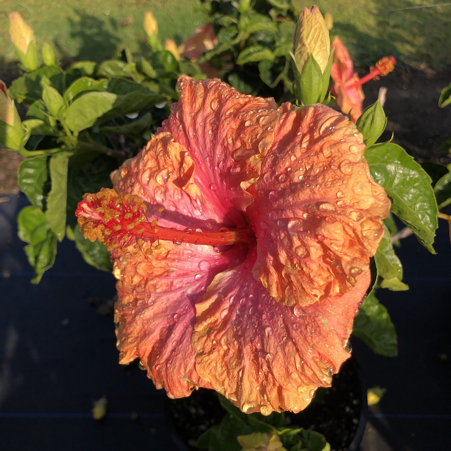 Hibiscus Ross Estey