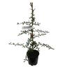 Pyracantha 'Brilliant' 3.3 litre