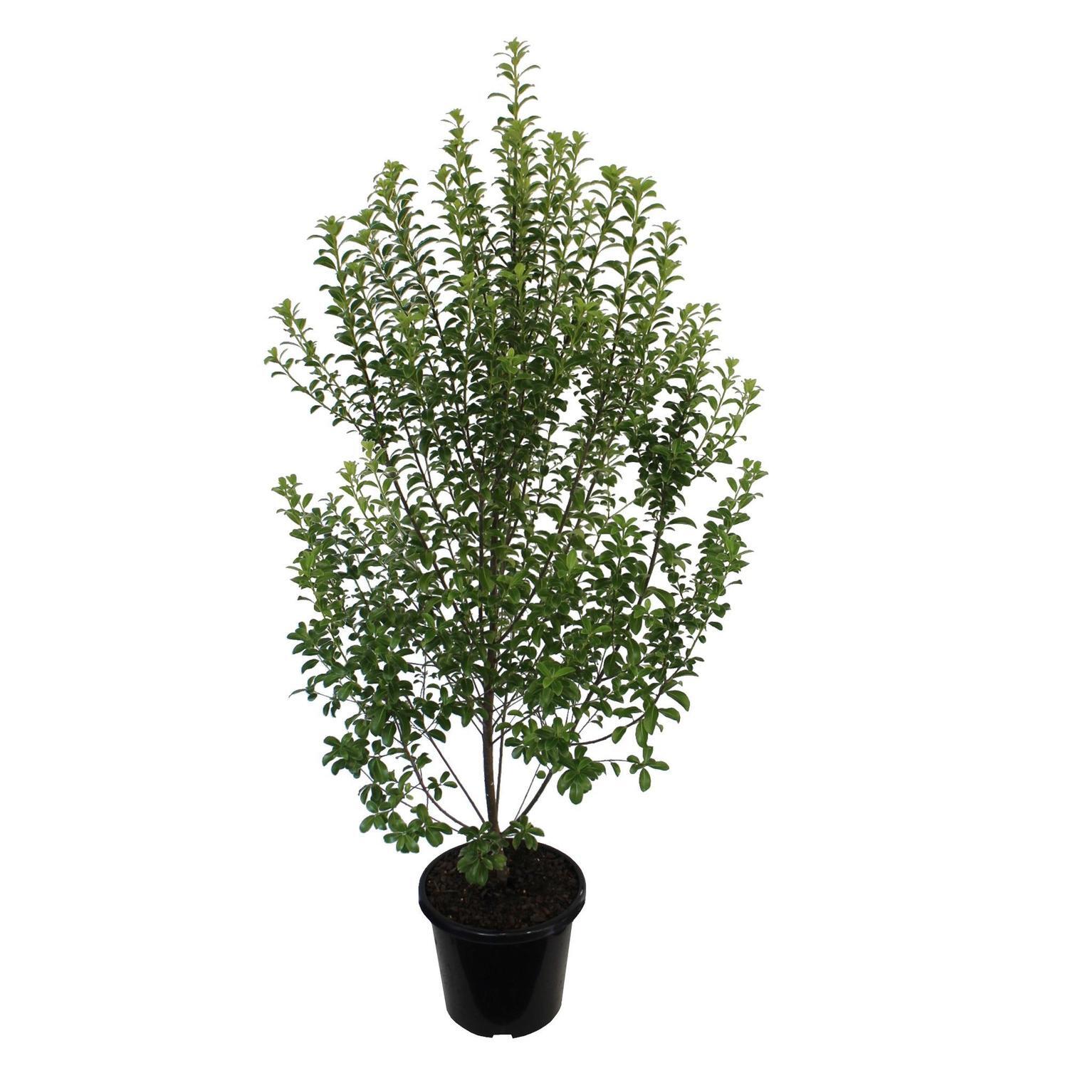 Pittosporum Mountain Green 6L