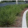 Lomandra Shara
