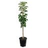 Apple columnar 'Crimson Spire' 4.7 litre