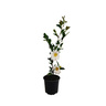Camellia Setsugekka