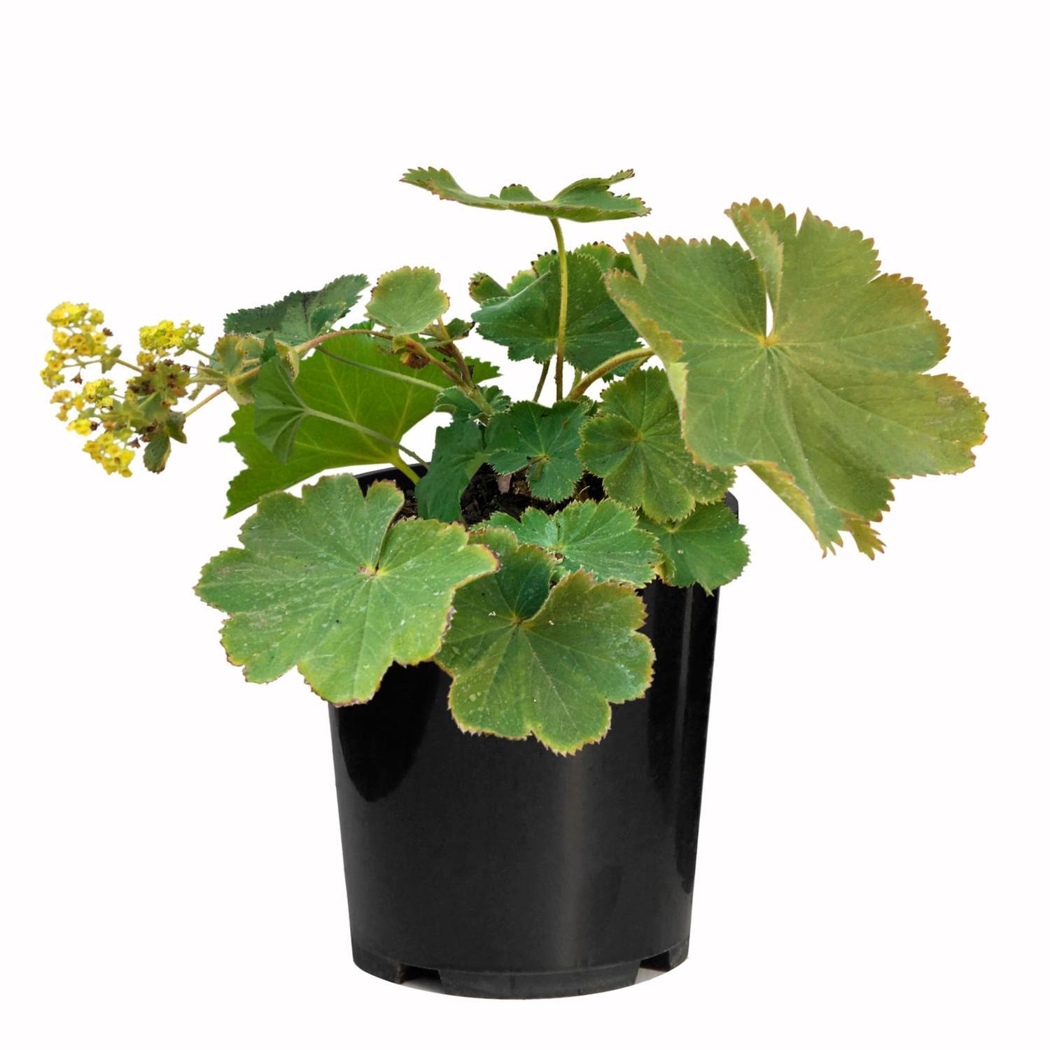 Alchemilla Mollis