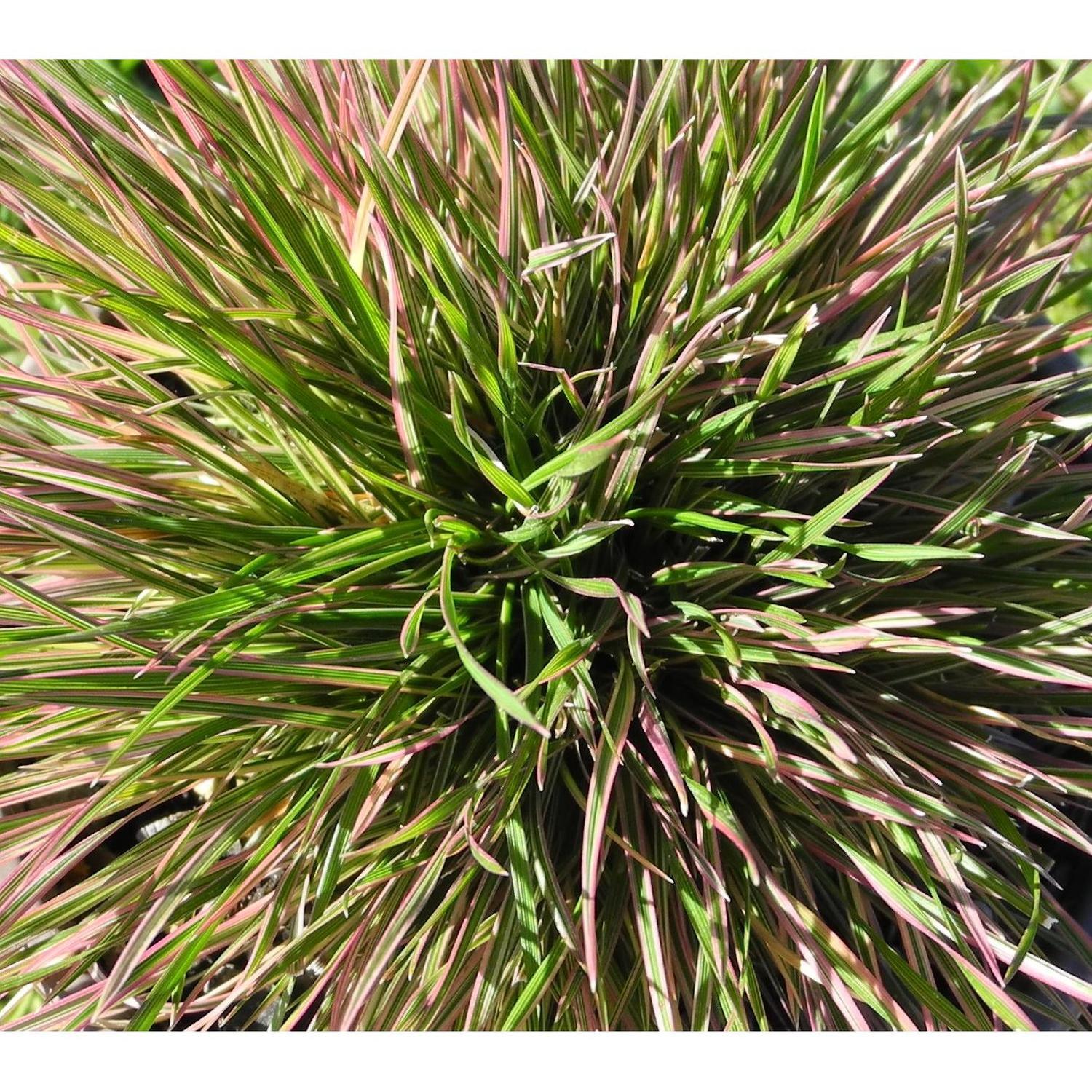 Deschampsia Daybreak