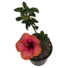 Hibiscus Erin Rachel