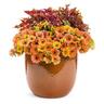 Petunia Honey