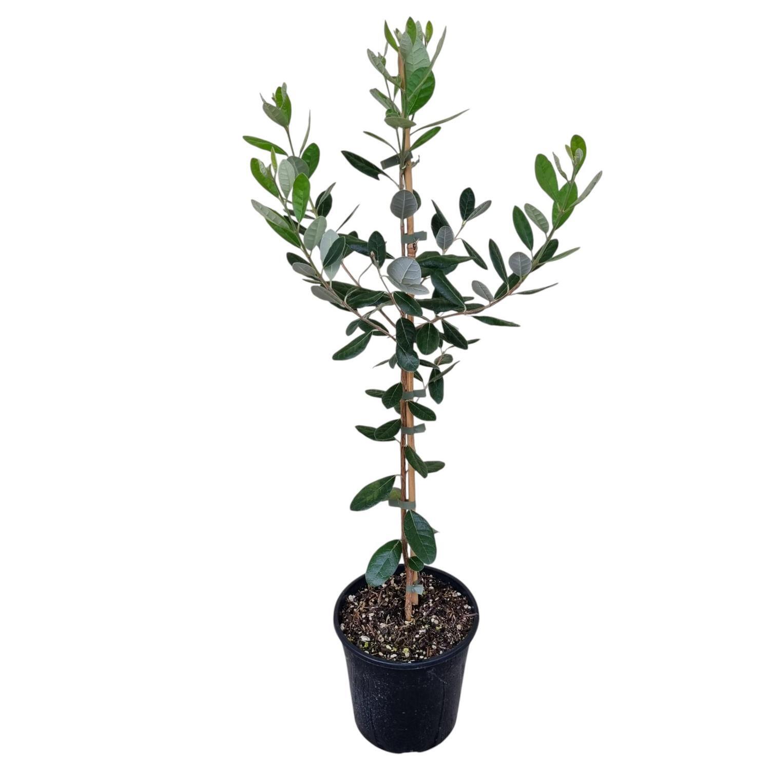 Feijoa Mammoth 4L
