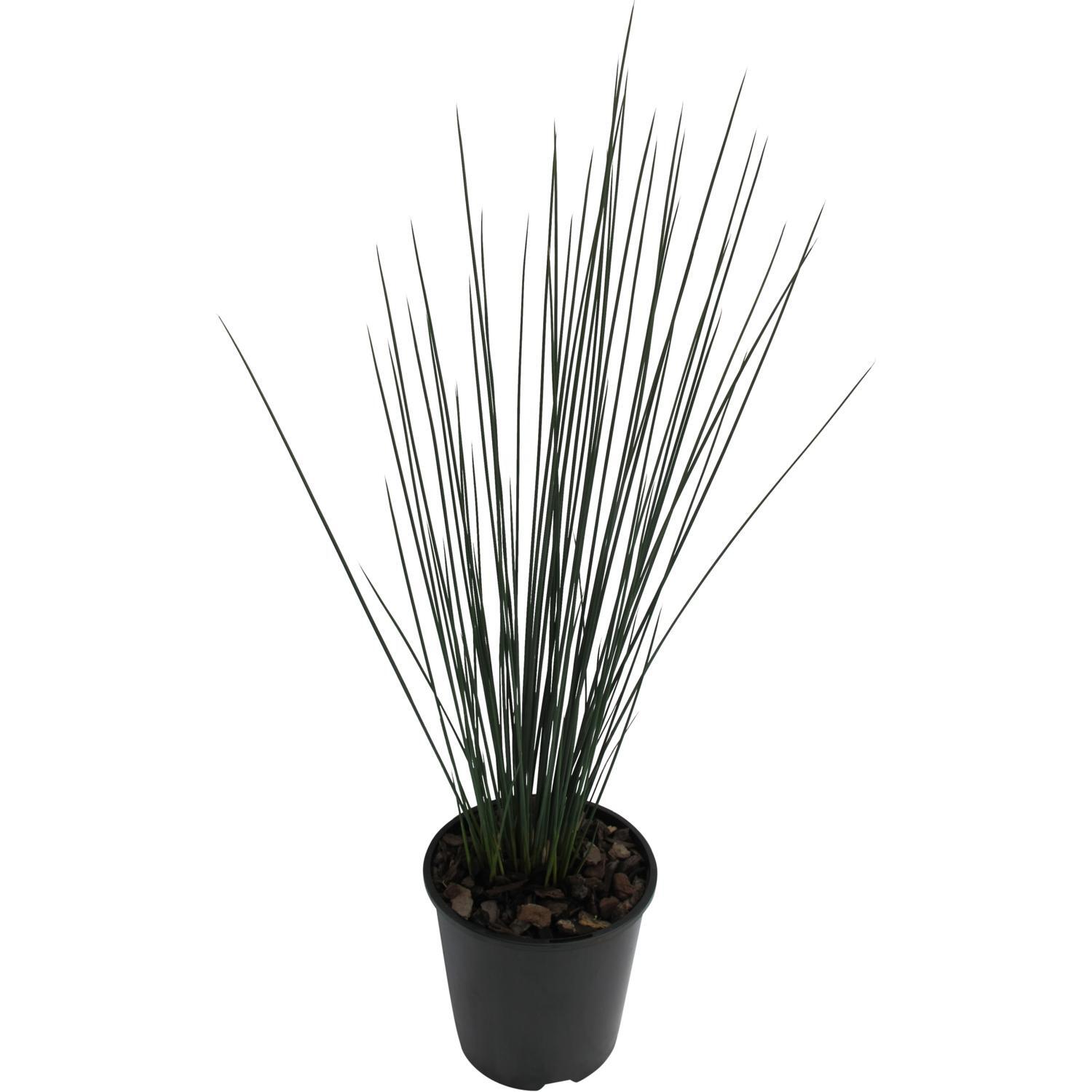 Juncus Blue Dart 1.9L