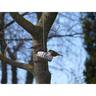 Wild Bird Gourmet Treat Hanging