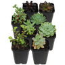 Succulent 9cm Assorted