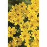 Bidens Goldilocks Rocks