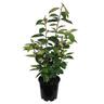 Elaeagnus x ebbingei 3.3 litre