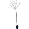 Prunus 'Accolade'