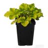 Heuchera 'Lime Marmalade' 90mm