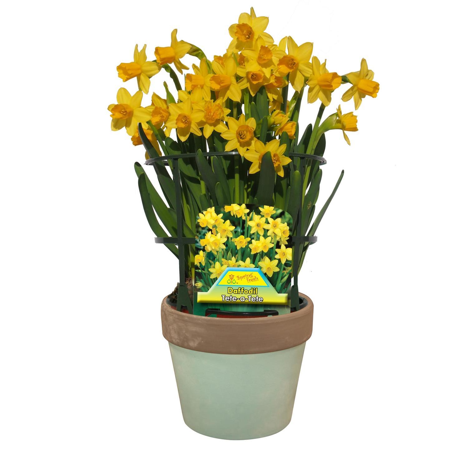 Gift Wrapped Minature Daffodil Tete-a-tete