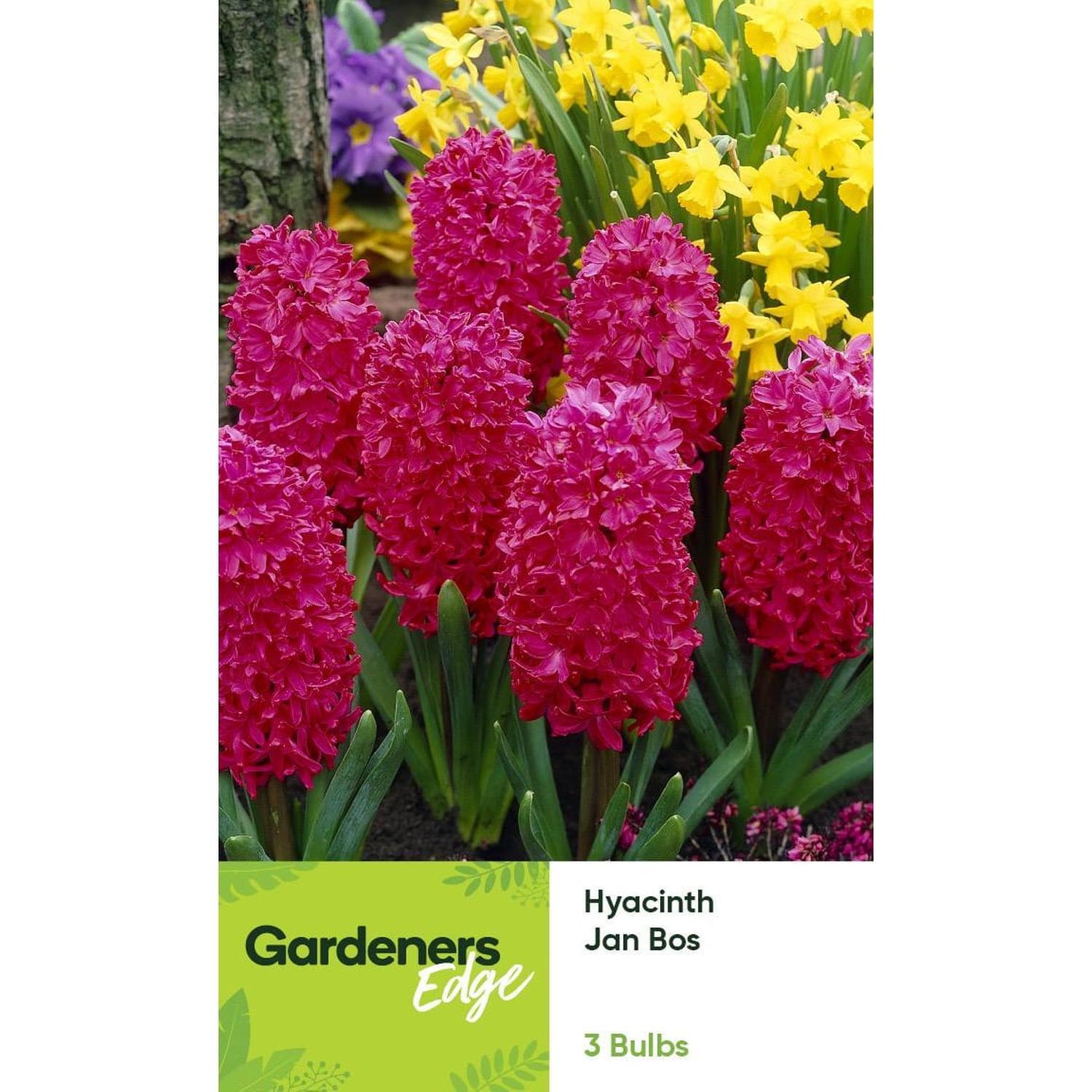 Hyacinth Jan Bos 3 pack