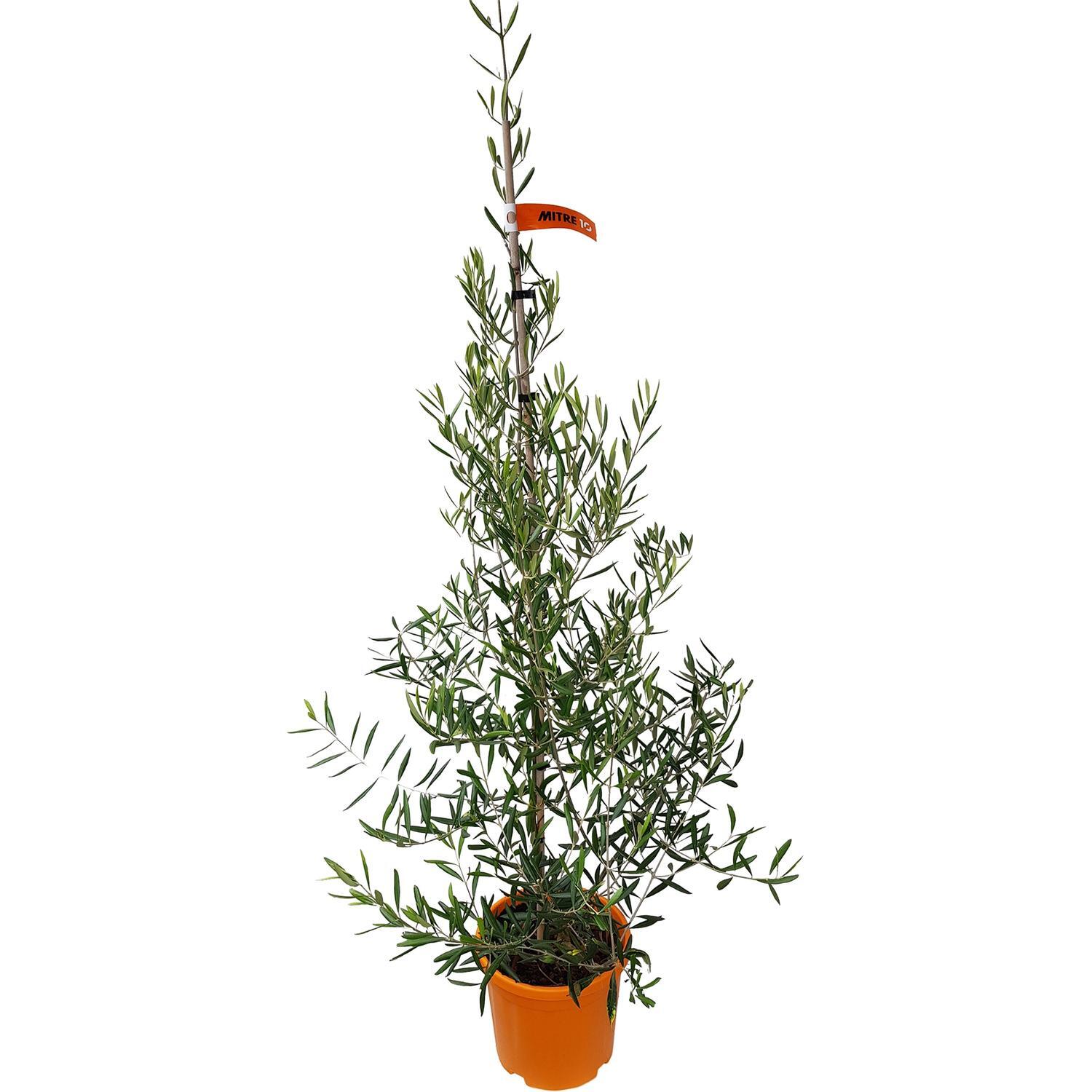Olea el Greco