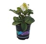 Hellebore Molly's White
